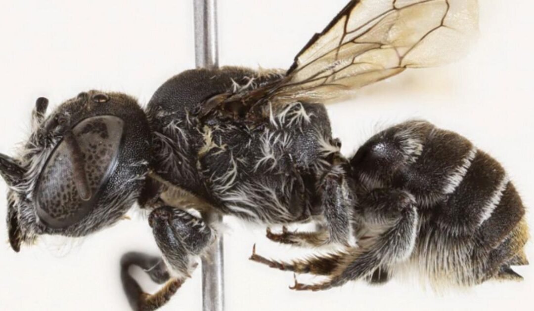 Le diable s’incarne en abeille : la découverte qui affole les chercheurs