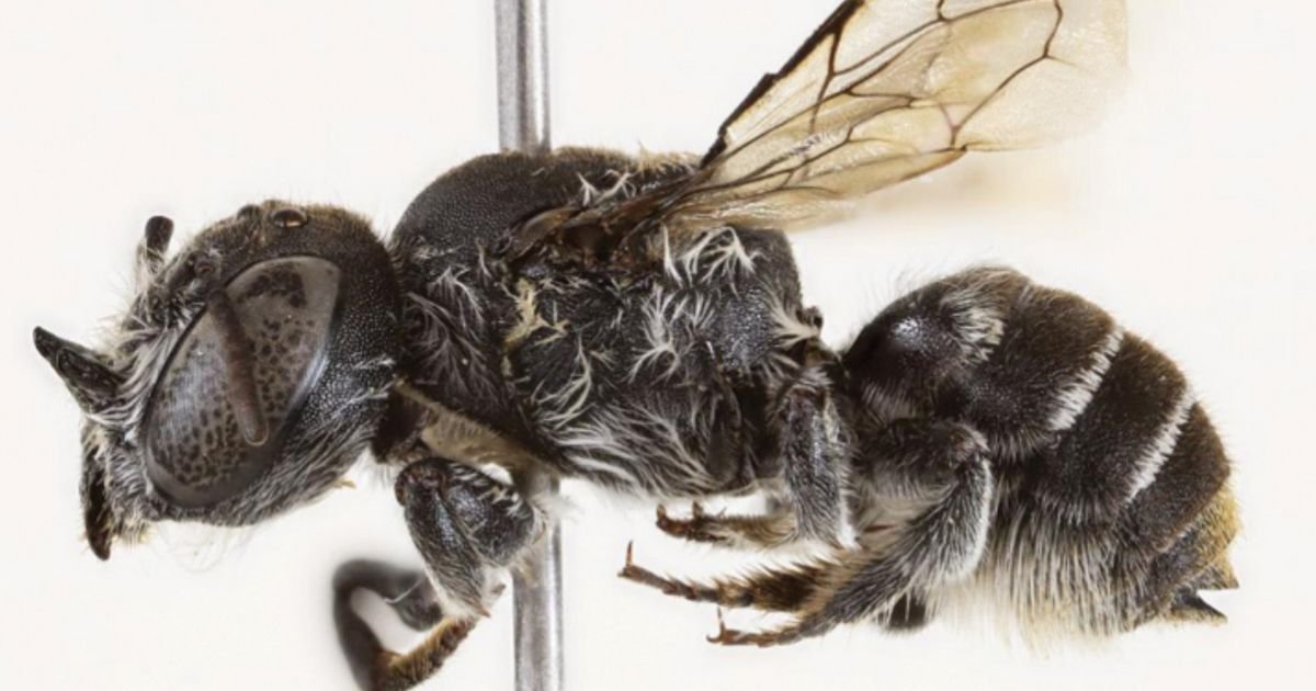 Abeille Megachile lucifer, espèce australienne récemment découverte, reconnaissable à ses petites cornes sur la tête.