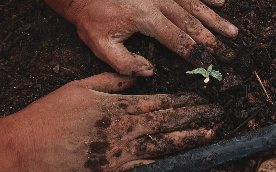 Bénir des graines avant de les planter : le guide complet selon la tradition catholique