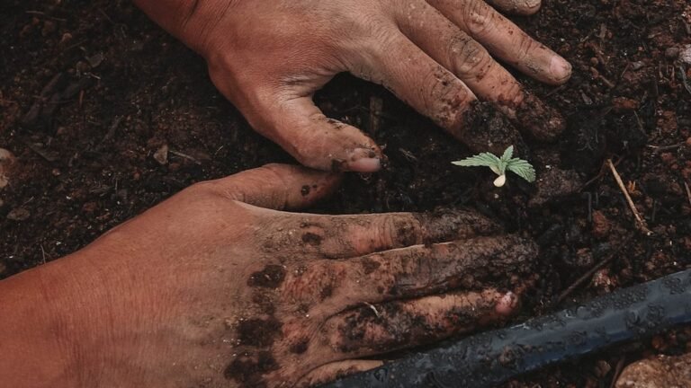 Bénir des graines avant de les planter : le guide complet selon la tradition catholique